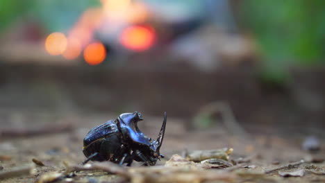 Close-up-blue-rhinoceros-beetle-with-firewood-in-background-French-Guiana